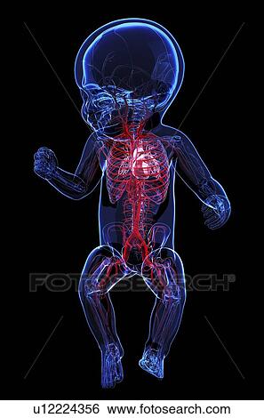 Stock Illustration - Baby's vascular system, artwork. Fotosearch