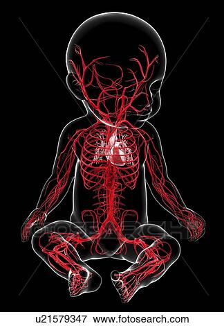 Stock Illustration - Baby's vascular system, artwork. Fotosearch