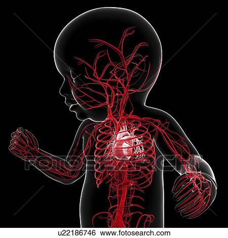 Baby's vascular system, artwork View Large Illustration Stock Illustration - Baby's vascular system, artwork. Fotosearch