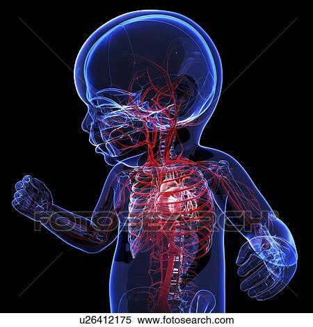 Stock Illustration - Baby's vascular system, artwork. Fotosearch