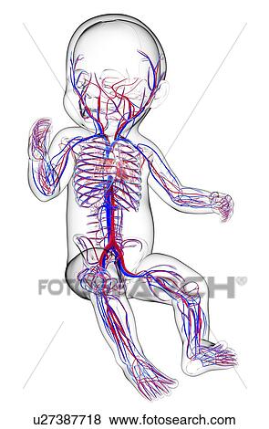 Baby's vascular system, artwork View Large Illustration Stock Illustration - Baby's vascular system, artwork. Fotosearch
