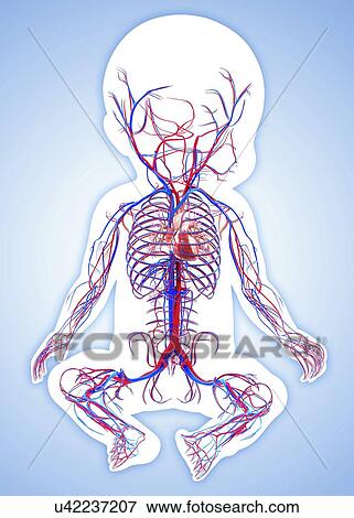 Baby's vascular system, artwork View Large Illustration Stock Illustration - Baby's vascular system, artwork. Fotosearch