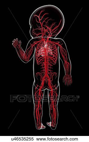 Baby's vascular system, artwork View Large Illustration Stock Illustration - Baby's vascular system, artwork. Fotosearch