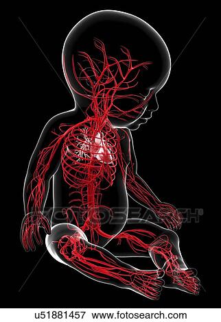 Stock Illustration - Baby's vascular system, artwork. Fotosearch