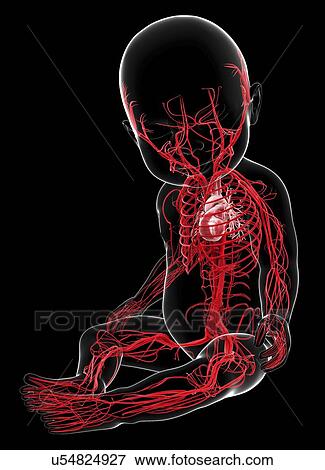 Stock Illustration - Baby's vascular system, artwork. Fotosearch