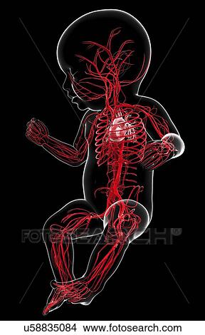 Stock Illustration - Baby's vascular system, artwork. Fotosearch