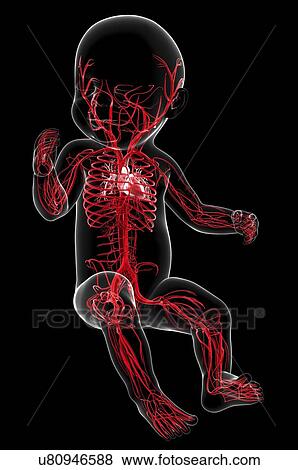 Baby's vascular system, artwork View Large Illustration Stock Illustration - Baby's vascular system, artwork. Fotosearch
