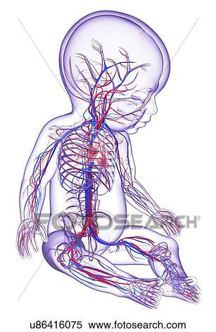Baby's vascular system, artwork View Large Illustration Stock Illustration - Baby's vascular system, artwork. Fotosearch