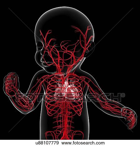 Baby's vascular system, artwork View Large Illustration Stock Illustration - Baby's vascular system, artwork. Fotosearch