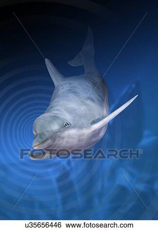 Stock Illustration - Dolphin using echo location. Fotosearch