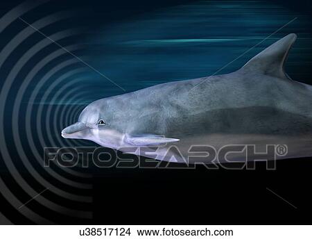 Stock Illustration - Dolphin using echo location. Fotosearch