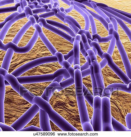 Stock Illustration - Ebola virus, artwork. Fotosearch
