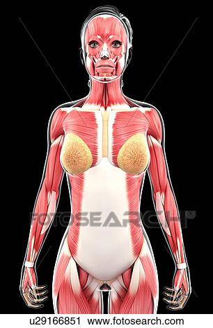 Clip Art - Female muscular system, artwork. Fotosearch