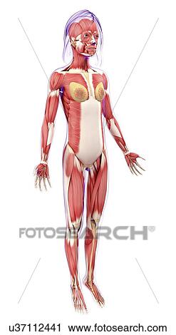 Female muscular system, artwork View Large Illustration Clip Art - Female muscular system, artwork. Fotosearch