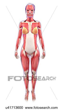 Female muscular system, artwork View Large Illustration Clipart - Female muscular system, artwork. Fotosearch