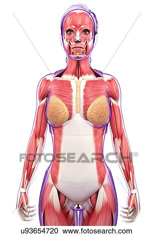 Female muscular system, artwork View Large Illustration Clipart - Female muscular system, artwork. Fotosearch