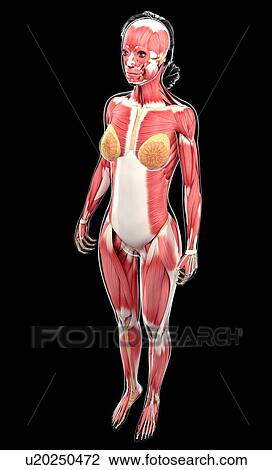 Female muscular system, artwork View Large Illustration Drawing - Female muscular system, artwork. Fotosearch