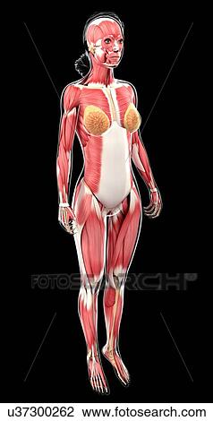Female muscular system, artwork View Large Illustration Drawing - Female muscular system, artwork. Fotosearch