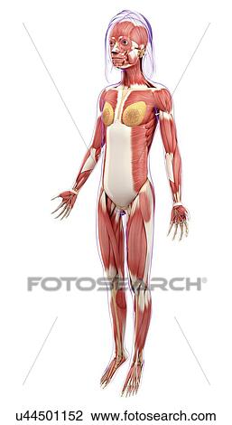 Female muscular system, artwork View Large Illustration Drawing - Female muscular system, artwork. Fotosearch