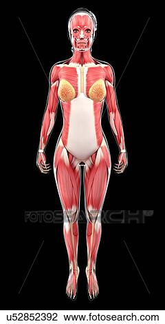 Female muscular system, artwork View Large Illustration Drawing - Female muscular system, artwork. Fotosearch