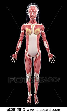 Female muscular system, artwork View Large Illustration Drawing - Female muscular system, artwork. Fotosearch