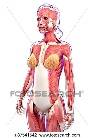 Female muscular system, artwork View Large Illustration Drawing - Female muscular system, artwork. Fotosearch