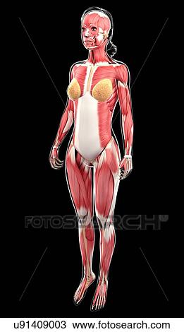 Female muscular system, artwork View Large Illustration Drawing - Female muscular system, artwork. Fotosearch