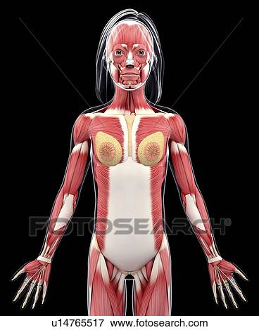 Female muscular system, artwork View Large Illustration Stock Illustration - Female muscular system, artwork. Fotosearch