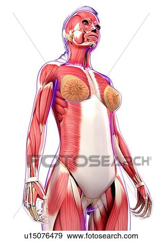 Female muscular system, artwork View Large Illustration Stock Illustration - Female muscular system, artwork. Fotosearch