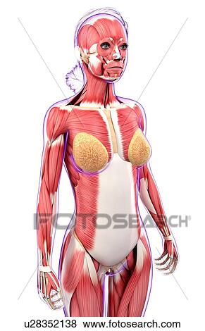 Stock Illustration - Female muscular system, artwork. Fotosearch