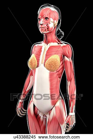 Female muscular system, artwork View Large Illustration Stock Illustration - Female muscular system, artwork. Fotosearch