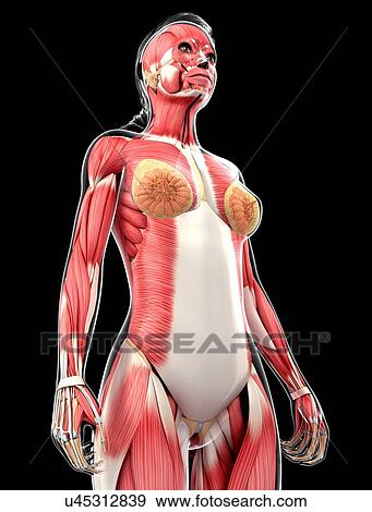 Female muscular system, artwork View Large Illustration Stock Illustration - Female muscular system, artwork. Fotosearch