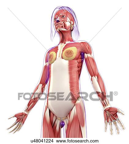 Female muscular system, artwork View Large Illustration Stock Illustration - Female muscular system, artwork. Fotosearch