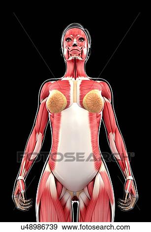 Stock Illustration - Female muscular system, artwork. Fotosearch