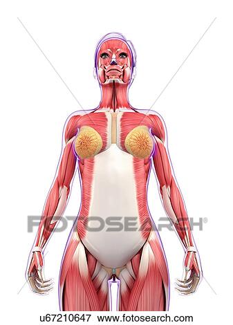 Female muscular system, artwork View Large Illustration Stock Illustration - Female muscular system, artwork. Fotosearch