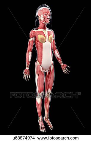 Female muscular system, artwork View Large Illustration Stock Illustration - Female muscular system, artwork. Fotosearch