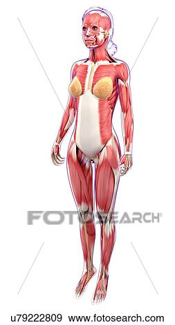 Female muscular system, artwork View Large Illustration Stock Illustration - Female muscular system, artwork. Fotosearch