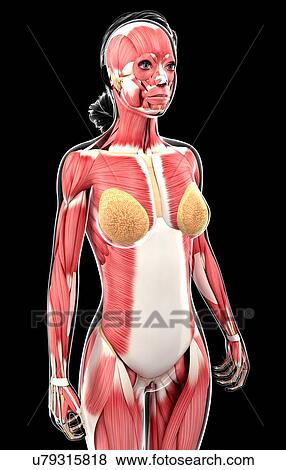 Female muscular system, artwork View Large Illustration Stock Illustration - Female muscular system, artwork. Fotosearch
