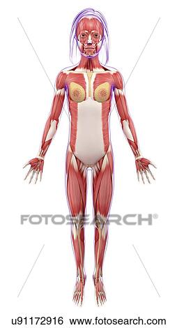 Female muscular system, artwork View Large Illustration Stock Illustration - Female muscular system, artwork. Fotosearch