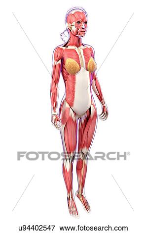 Female muscular system, artwork View Large Illustration Stock Illustration - Female muscular system, artwork. Fotosearch
