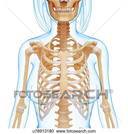 Clipart - Female skeletal system, artwork. Fotosearch