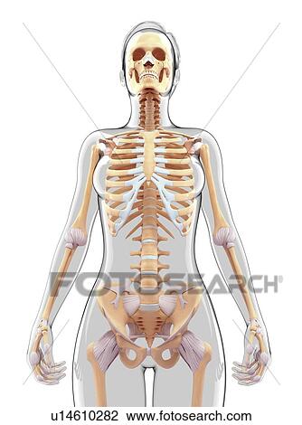 Drawing - Female skeletal system, artwork. Fotosearch