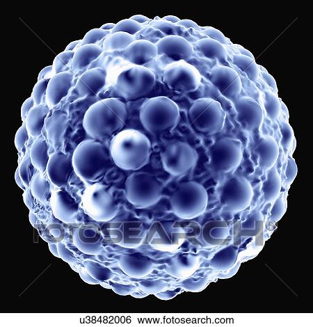 Hepatitis a, artwork View Large Illustration Stock Illustration - Hepatitis a, artwork. Fotosearch