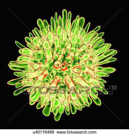 Hepatitis c, artwork View Large Illustration Stock Illustration - Hepatitis c, artwork. Fotosearch