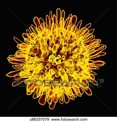 Hepatitis c, artwork View Large Illustration Stock Illustration - Hepatitis c, artwork. Fotosearch