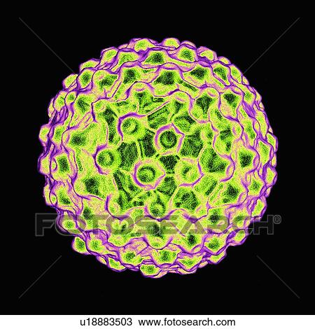 Drawing - Herpes simplex, artwork. Fotosearch