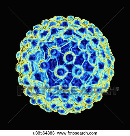 Drawing - Herpes simplex, artwork. Fotosearch