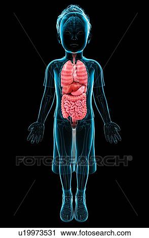 Clip Art - Human anatomy, artwork. Fotosearch
