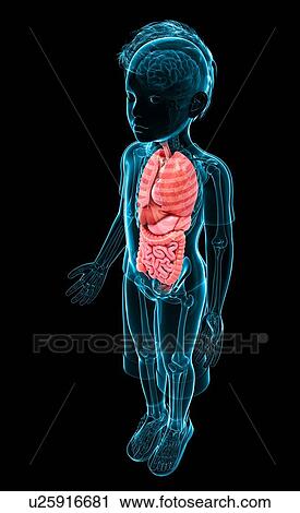 Clip Art - Human anatomy, artwork. Fotosearch
