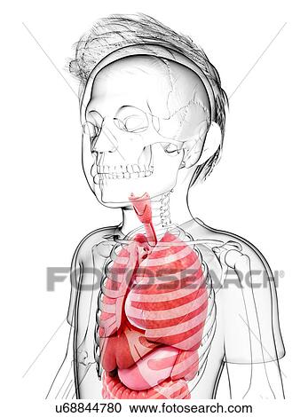 Clipart - Human anatomy, artwork. Fotosearch